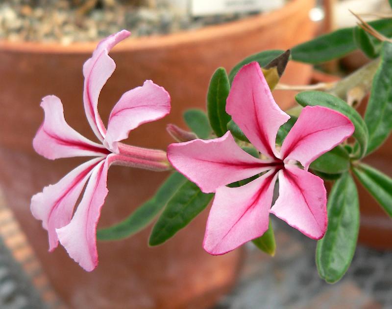 Pachypodium_succulentum_4.jpg