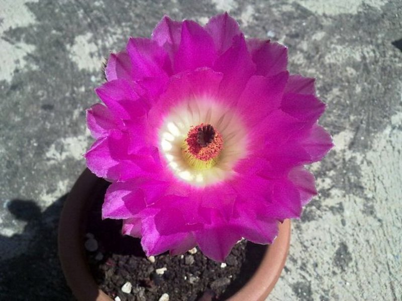 270520122240_echinocereus_rigidissimus_01.JPG