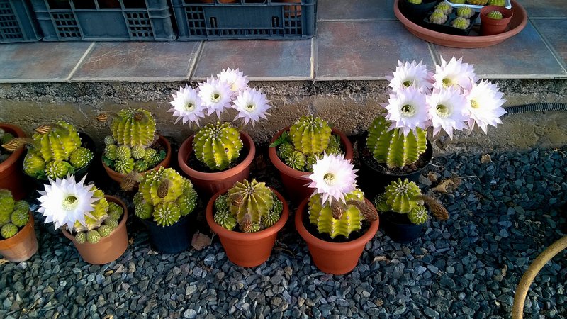 echinopsis_oxygona_20150507_07_12_34_Pro.JPG