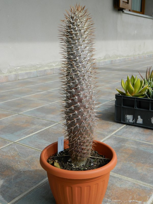 pachypodium_lamerei_1-3-15.JPG