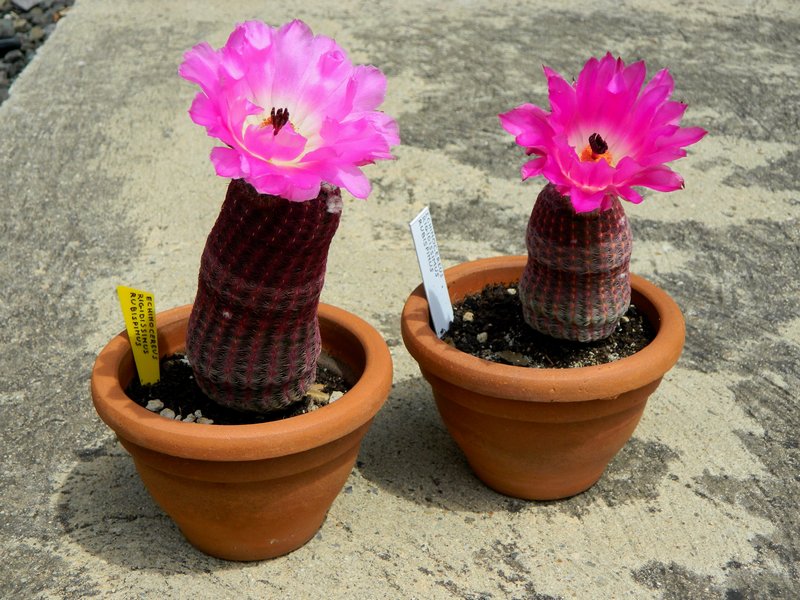 4013_2giu14_Echinocereus_Rigidissimus_Rubispinus.JPG