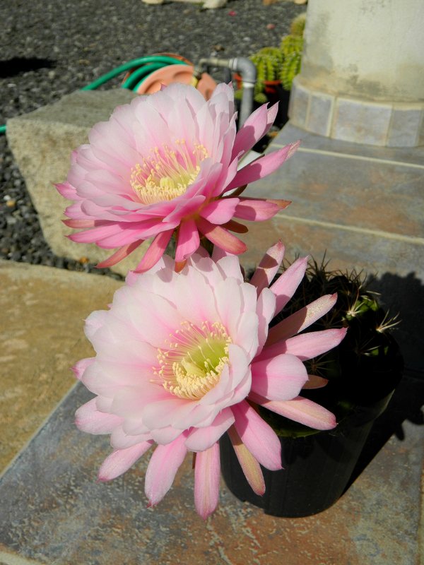 4048_28giu14_Echinopsis_Obrepanda.JPG