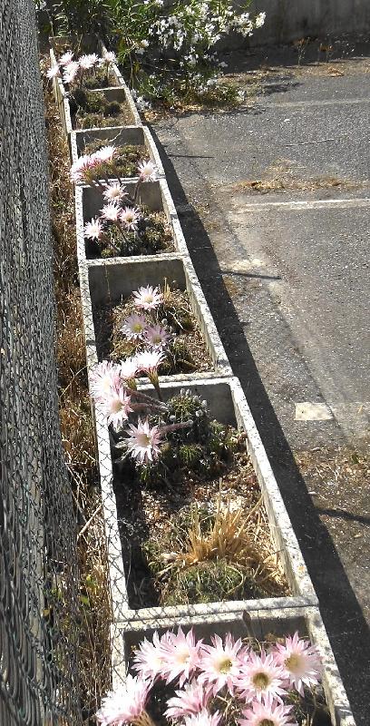 Echinopsis_oxygona.jpg