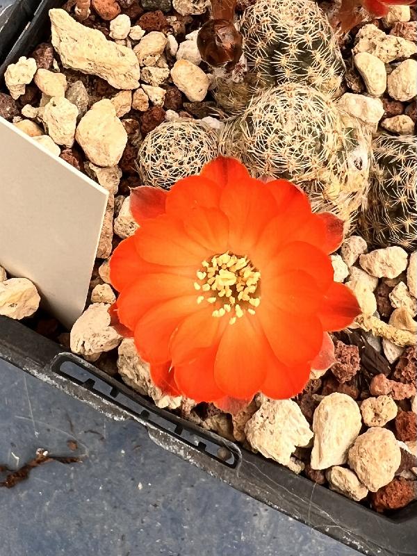 Rebutia_gracilispina_FR1118.jpg