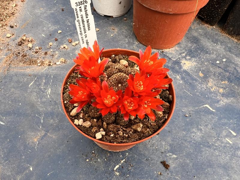 Rebutia_heliosa_var._condorensis_cv._rubrispina.jpg